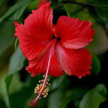 Fresh Hibiscus Flowers