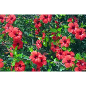 Fresh Hibiscus Flower