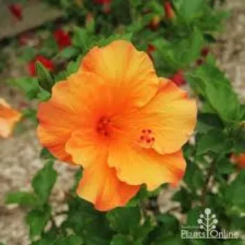 Organic Hibiscus Flowers Wholesale