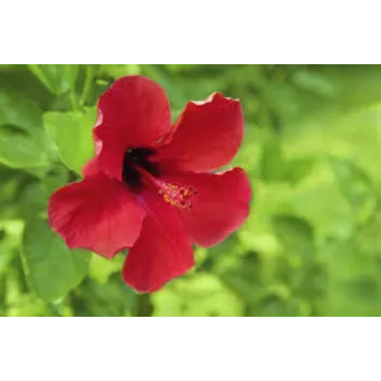Natural Hibiscus Flower Manufacturer
