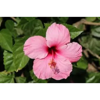 Natural Hibiscus Flowers Manufacturer