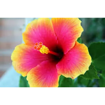 Natural Hibiscus Flowers Manufacturer