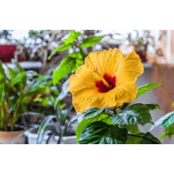 Fresh Hibiscus Flower Manufacturer