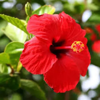 Hibiscus Flower Manufacturer