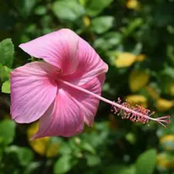 Natural Hibiscus Flowers Manufacturer