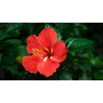 Fresh Hibiscus Flowers Manufacturer