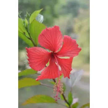Fresh Hibiscus Flower Manufacturer