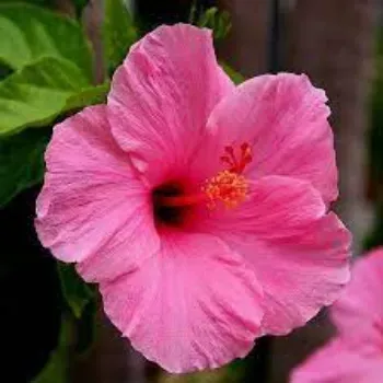 Dried Hibiscus Flower Manufacturer