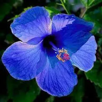 Hibiscus Flower