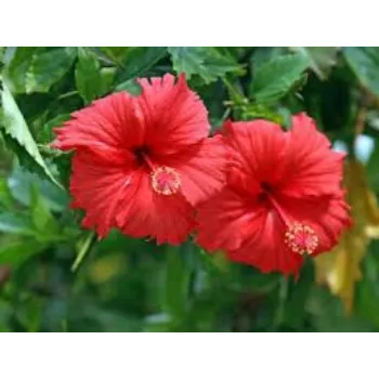 Fresh Hibiscus Flower Manufacturer