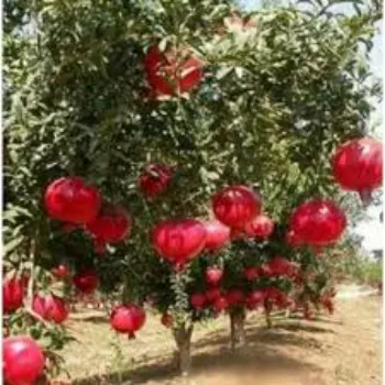 Organic Hybrid Plant