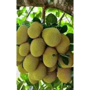 Natural Hybrid Plant