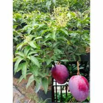 Natural  Hybrid Plant