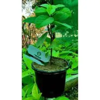Hybrid Plant