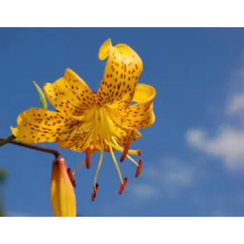 Organic Hybrid Plants