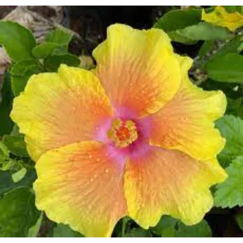 Organic Hybrid Plants