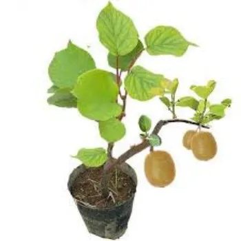 Hybrid Fruit Plant