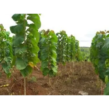 Fresh Hybrid Plants