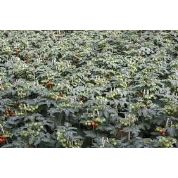 Natural Hybrid Papaya  Plant
