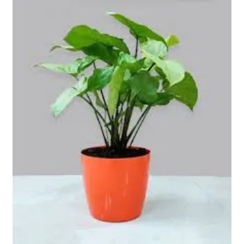 Organic Hybrid Plant