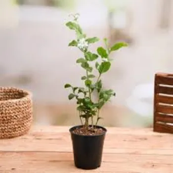 Organic Hybrid Plant