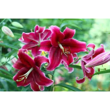 Hybrid Rose Plant