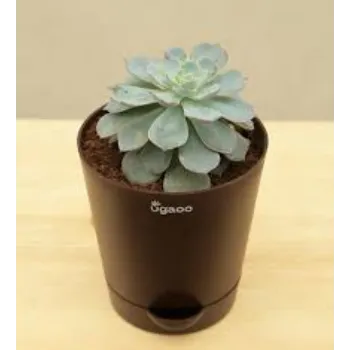 Hybrid Rose Plant