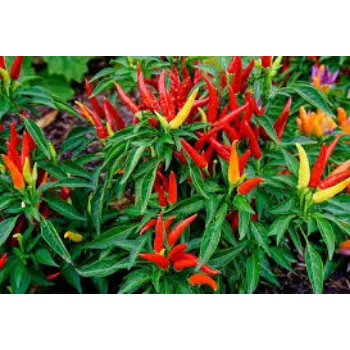 Natural Hybrid Plant