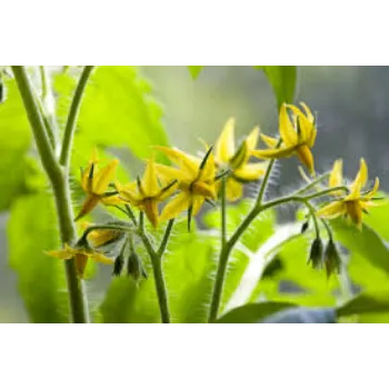 Natural Hybrid Coconut Plant