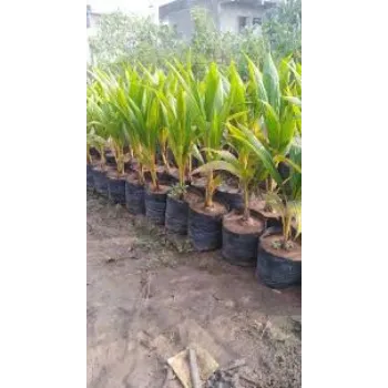 Organic Hybrid Plant