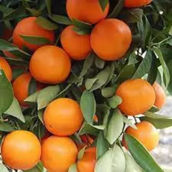 Natural Hybrid Orange Plant