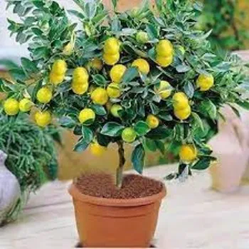 Organic Hybrid Lemon Plants