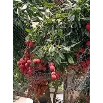 Organic Hybrid Tomato Plants