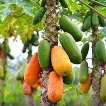 Organic Hybrid Papaya Plants