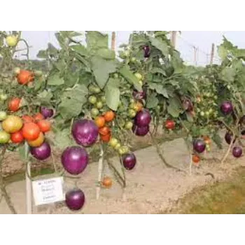 Natural Hybrid Apple Plants