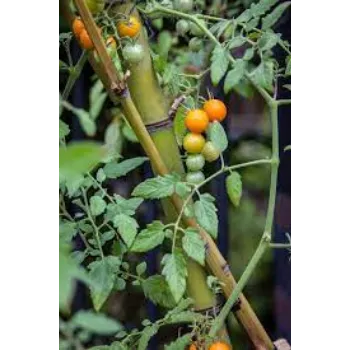 Common Hybrid Tomato Plants