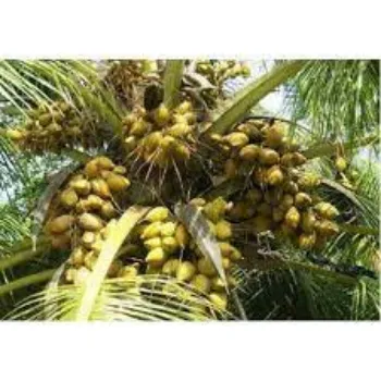 Natural Hybrid Coconut Plants