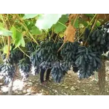 Organic Papaya Plants