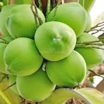 Natural Hybrid Coconut  Plants