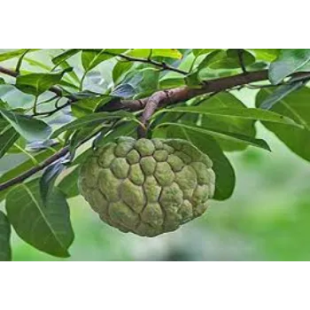Fresh Hybrid Apple Plants