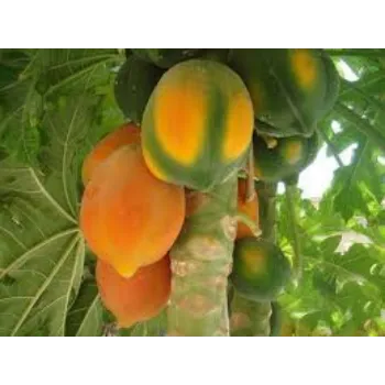 Natural Hybrid Plants