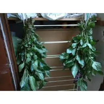 Natural Indigo Leaves