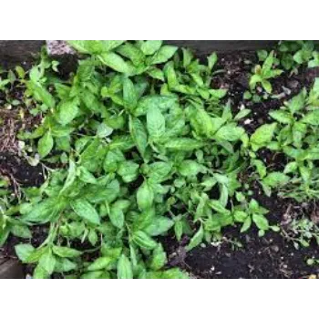 Organic Indigo  Leaves