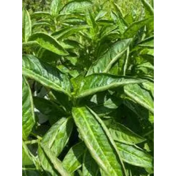 Organic Dried Indigo Leaves