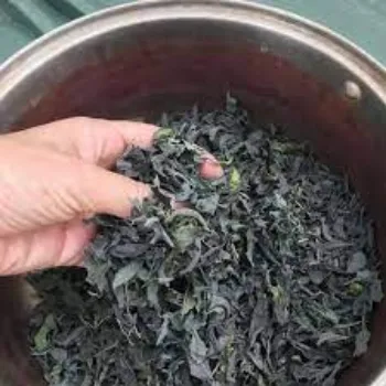 Dried Indigo Leaves