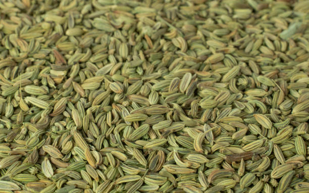  Fresh Organic Fennel Seeds