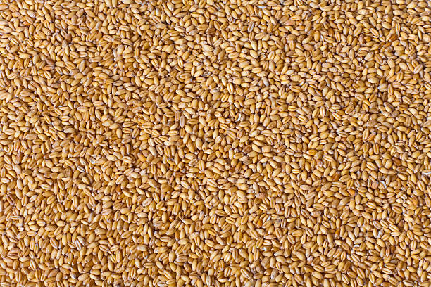 Common  Mix Grain Seeds