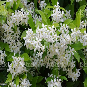 Jasmine Flower