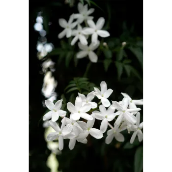 Natural Jasmine Flowers