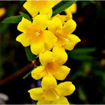 Natural Jasmine Flowers